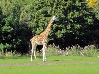 Giraffe Giraffe