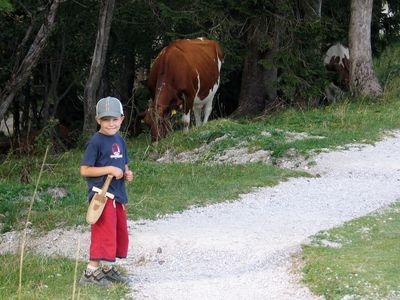 Kühe im Wald