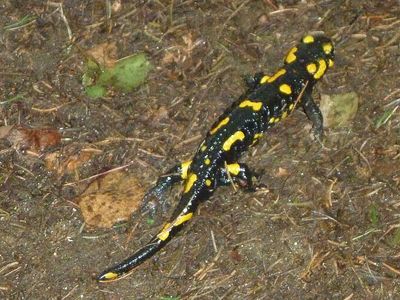 Feuersalamander