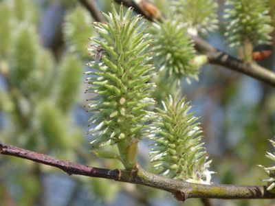 Weiden Blüten