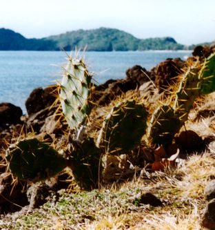 Ohren Kaktus
