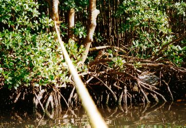 Mangroven in der Marigot Bay