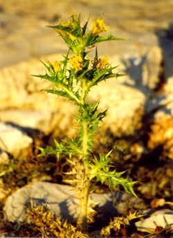 Distel Distel