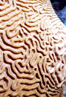 Hirn Koralle Detail