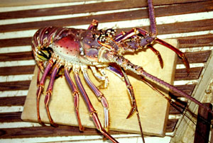 Lobster Lobster