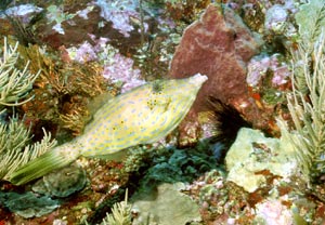 Fisch Fisch