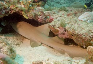 Nurse Shark (Ammenhai)