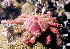 Seespinne