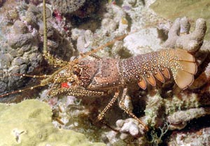 Lobster Lobster
