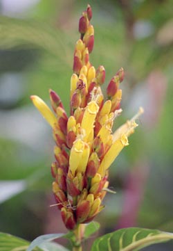 Blüte Blüte