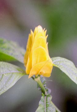 Blume Blume