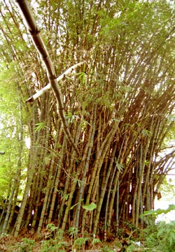 Bambusi Bambusi
