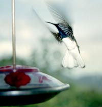 Kolibri Kolibri