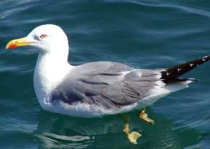 Möwe Möwe