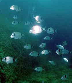 Fischschwarm Fischschwarm