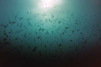 Fischschwarm Fischschwarm