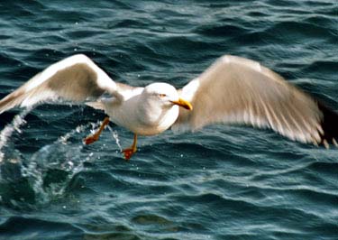 Möwe Möwe