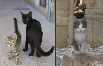 Katzen Katzen