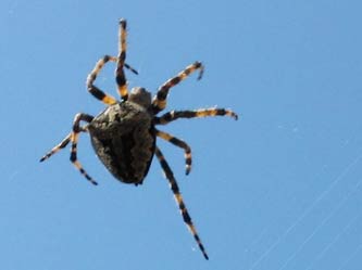 Spinne Spinne