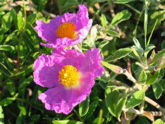 Blüten Blüten