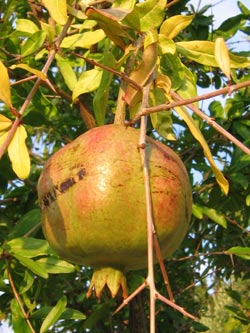 Granatapfel