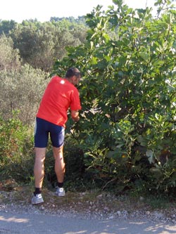 Feigenbaum Feigenbaum