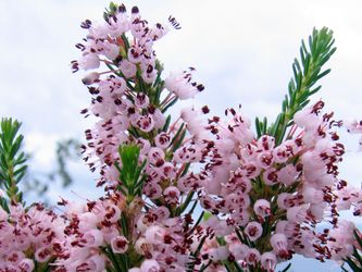 Blüten Blüten