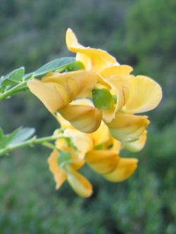 Blüte Blüte