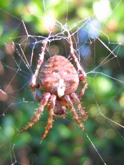 Spinne Spinne