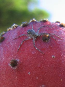 Spinne Spinne