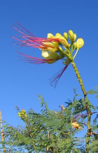 Blüten Blüten