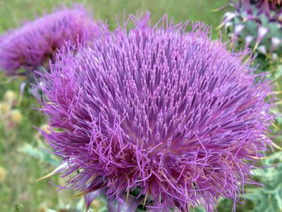 Distel Distel