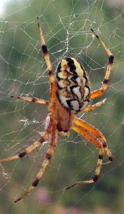 Spinne Spinne