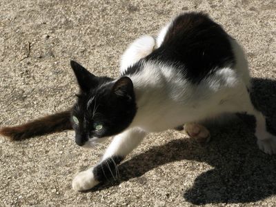 Katze Katze