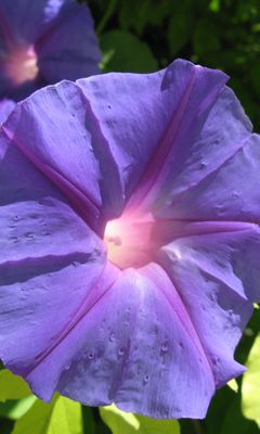 Blüten Blüten