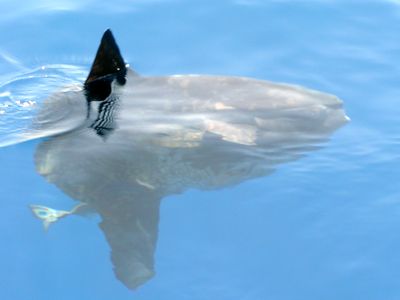Mondfisch Mondfisch