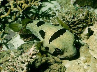 Igelfisch Igelfisch