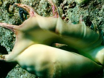 Schnecke Schnecke