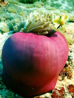 Lila Seeanemone